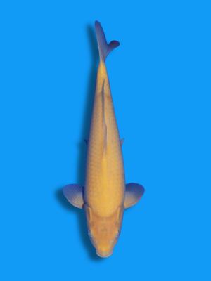 Karashigoi | Koi&Co.